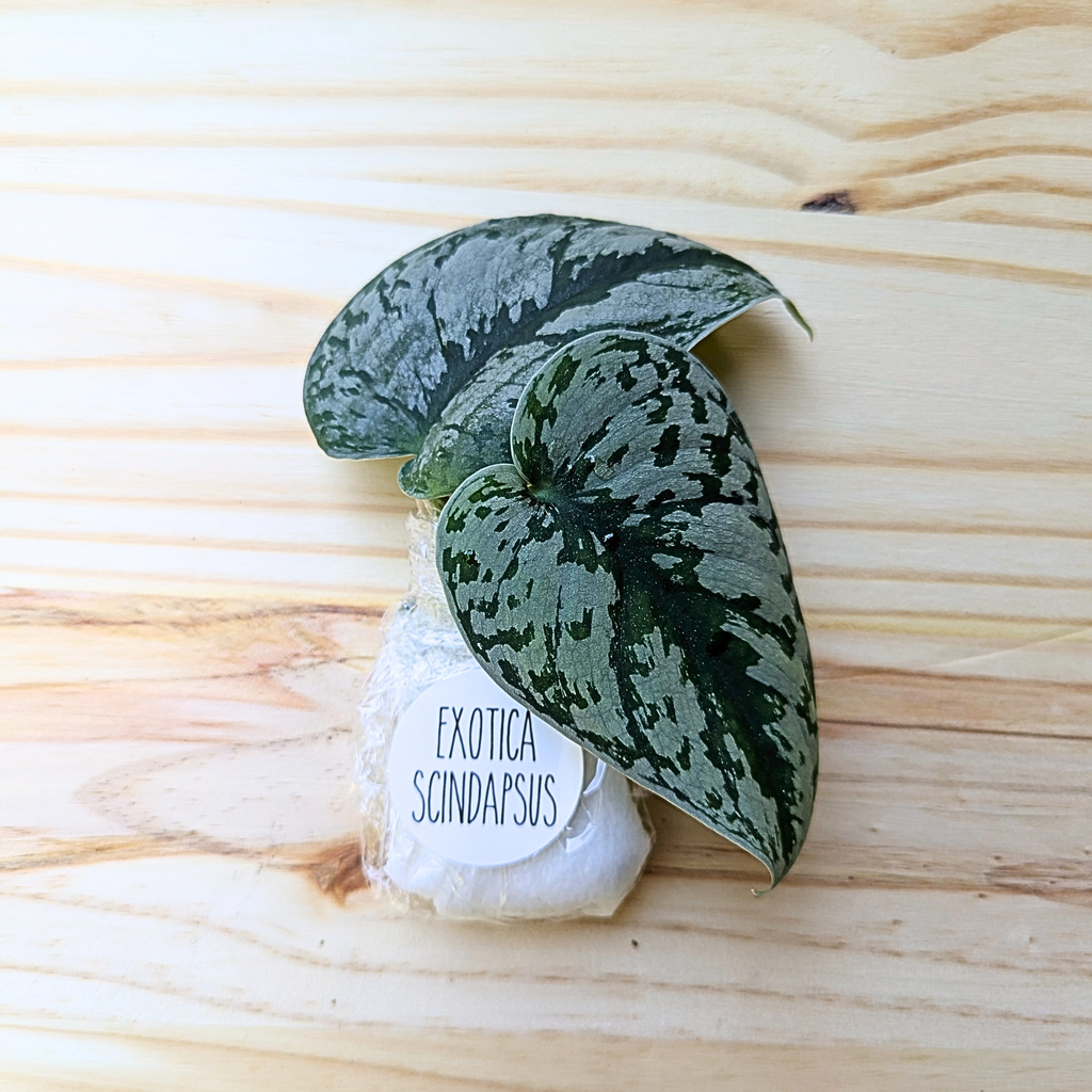 Fresh Exotica Scindapsus cuttings wrapped for shipping with labeled protective packaging on a light wood background