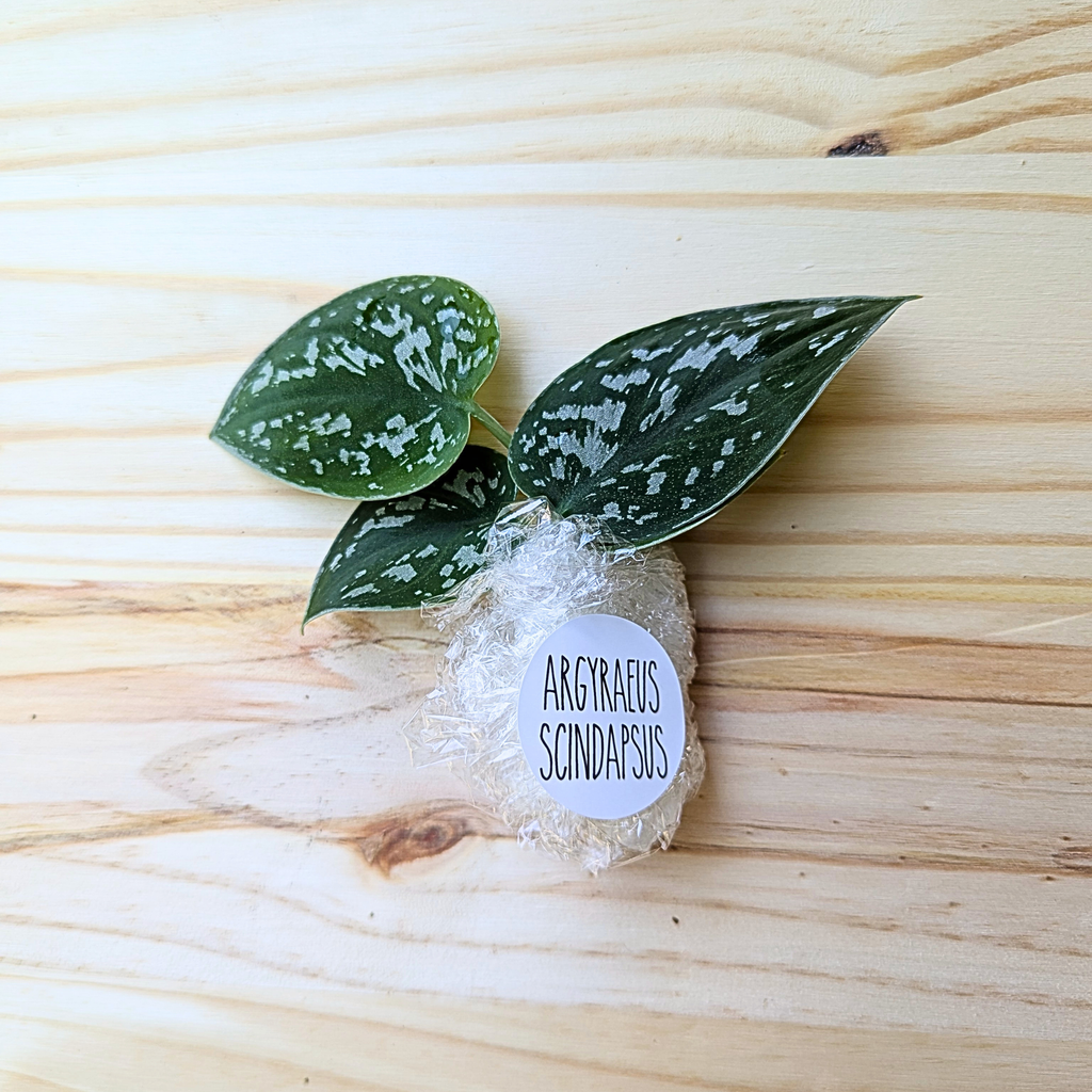 Fresh Argyraeus Scindapsus cuttings wrapped for shipping with labeled protective packaging on a light wood background