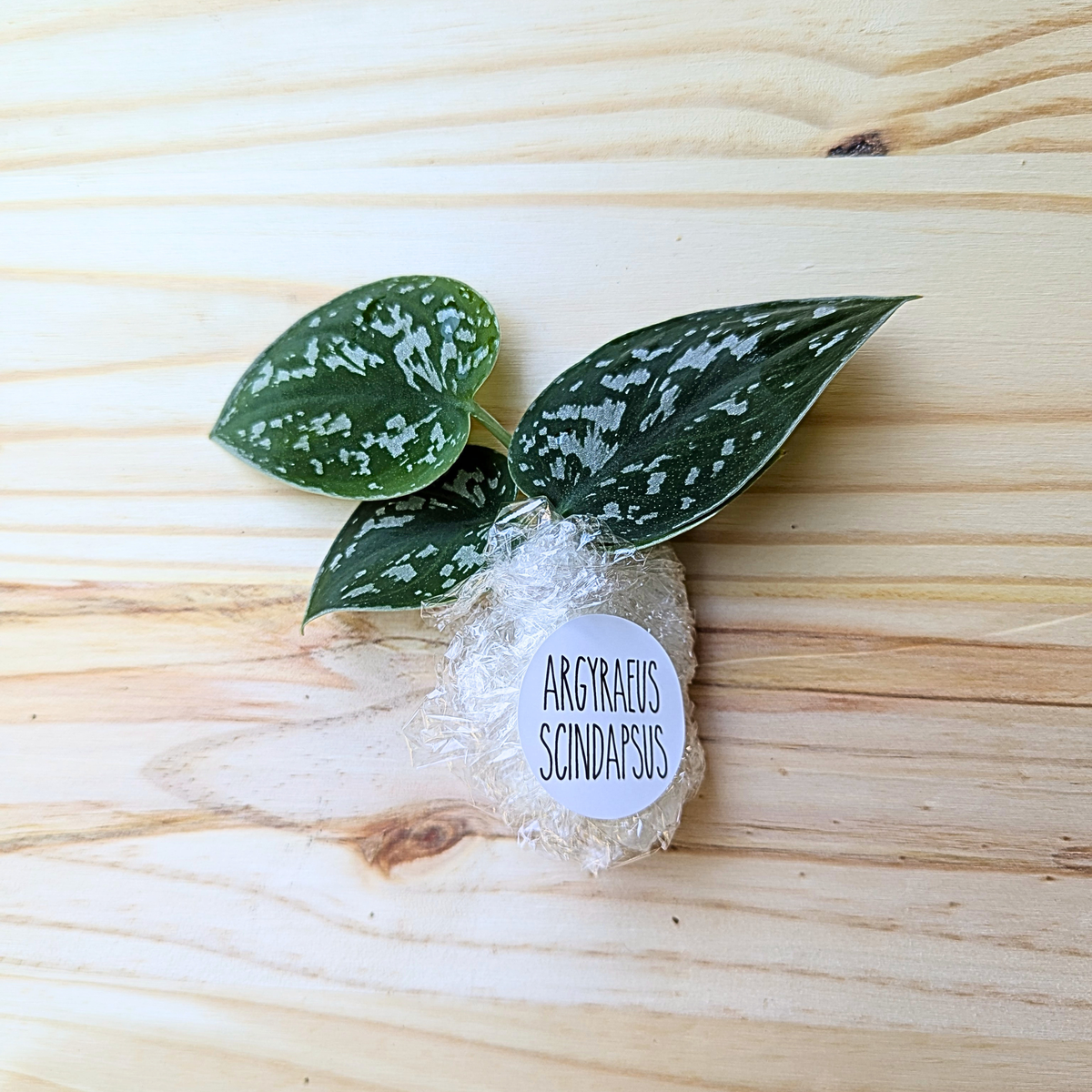 Fresh Argyraeus Scindapsus cuttings wrapped for shipping with labeled protective packaging on a light wood background