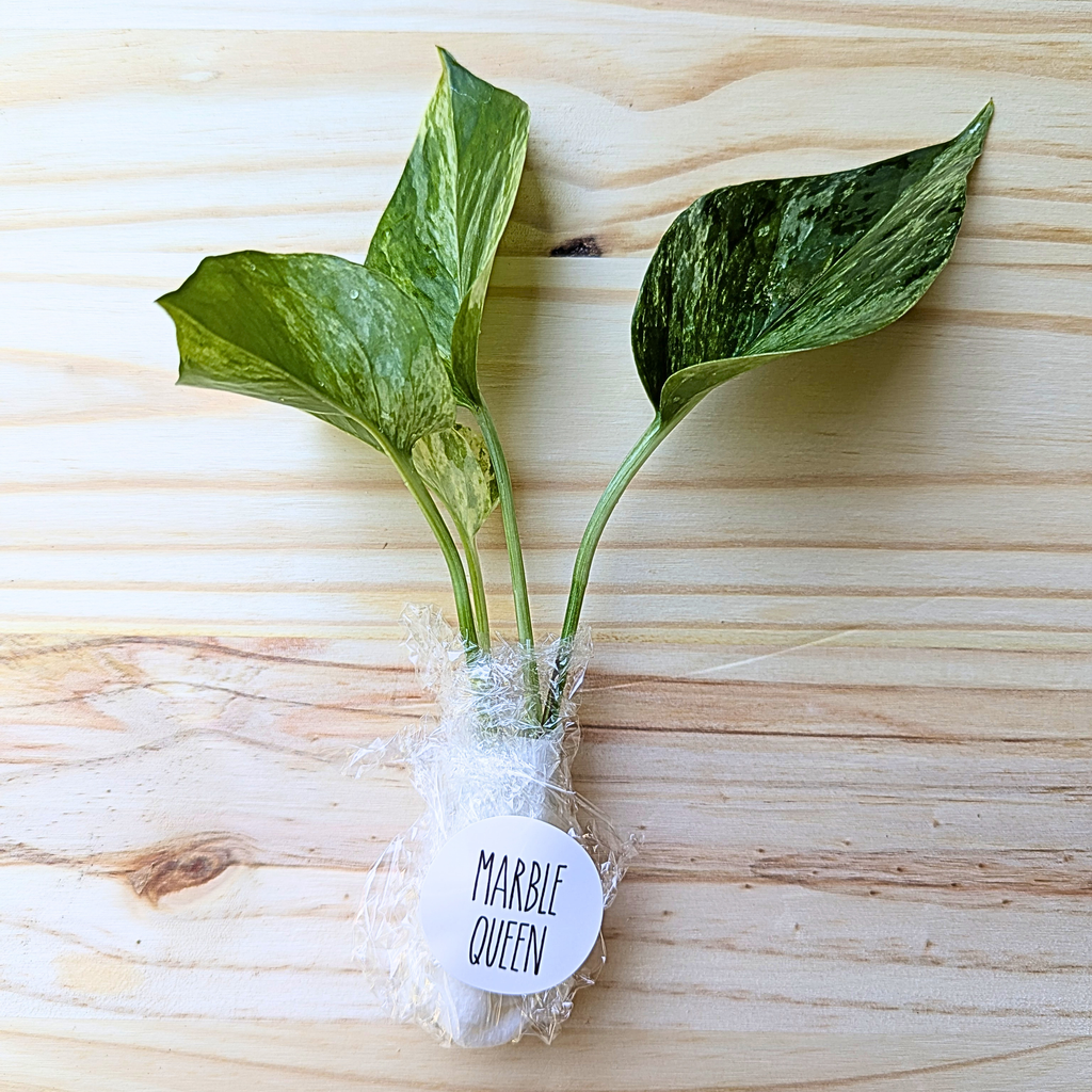 Marble Queen Pothos cuttings wrapped for shipping on a light wood background, showing green and cream variegated leaves
