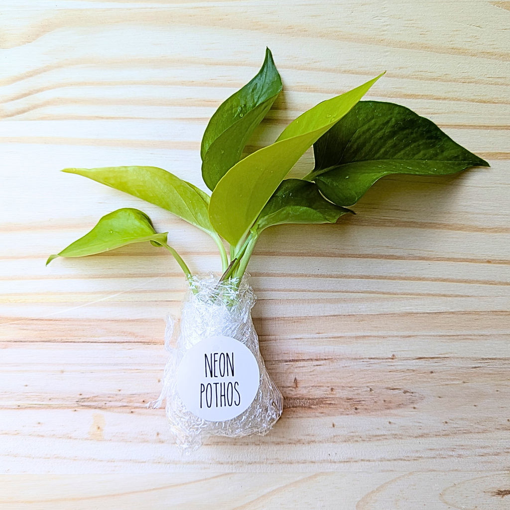 Neon Pothos cuttings wrapped for shipping on a light wood background, showing bright green and green leaves