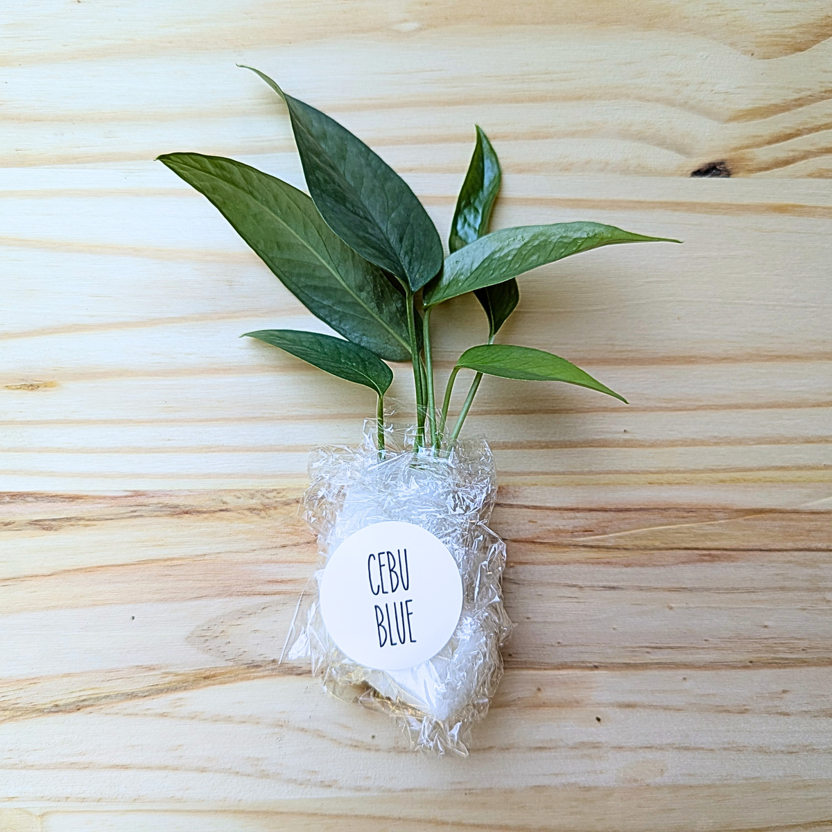 Fresh Cebu Blue Pothos cuttings wrapped for shipping on a light wood background with labeled protective packaging