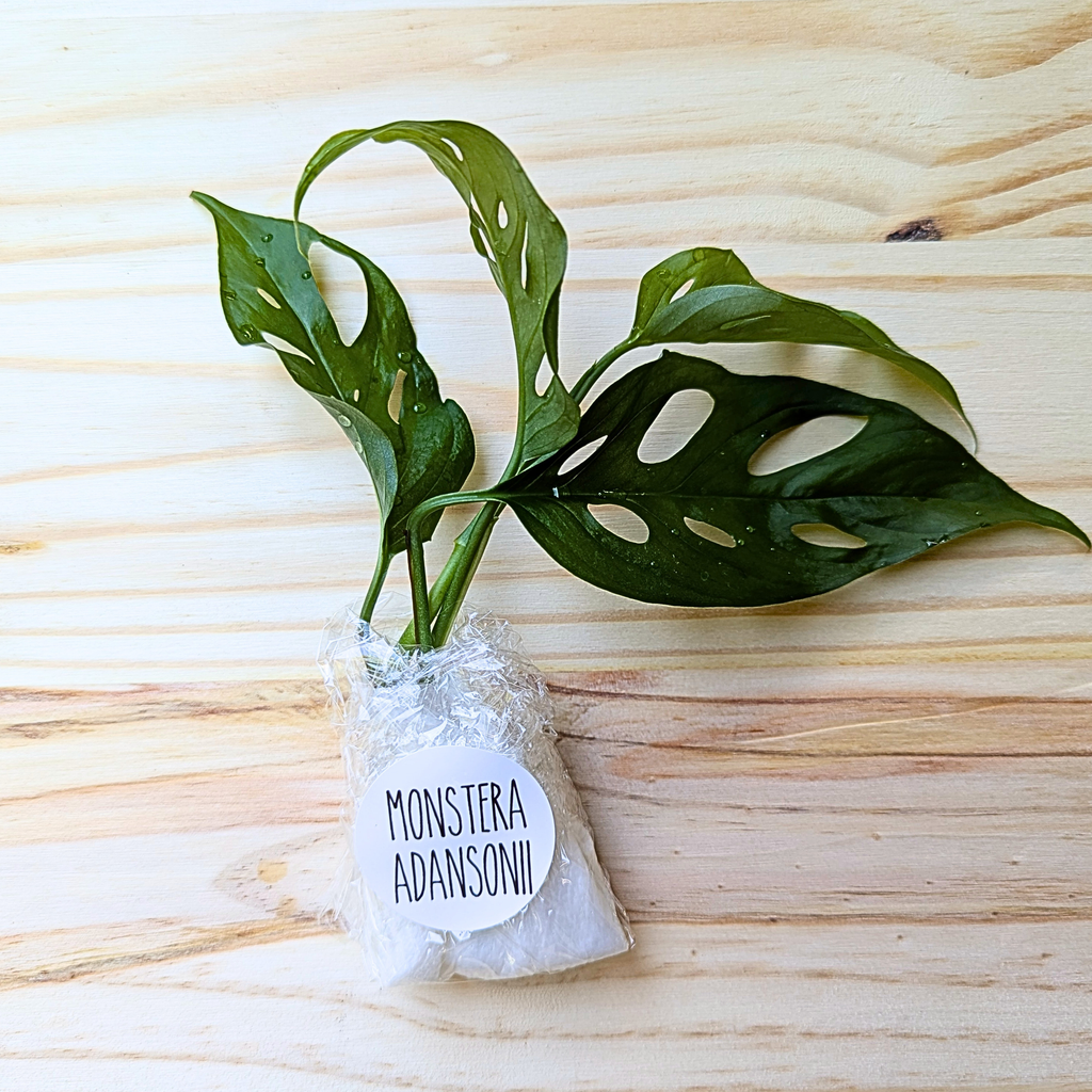 Fresh Monstera Adasonii Swiss Cheese cuttings wrapped for shipping on a light wood background with labeled protective packaging