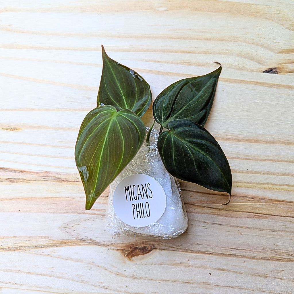 Fresh Philodendron Micans cuttings wrapped for shipping on a light wood background with labeled protective packaging