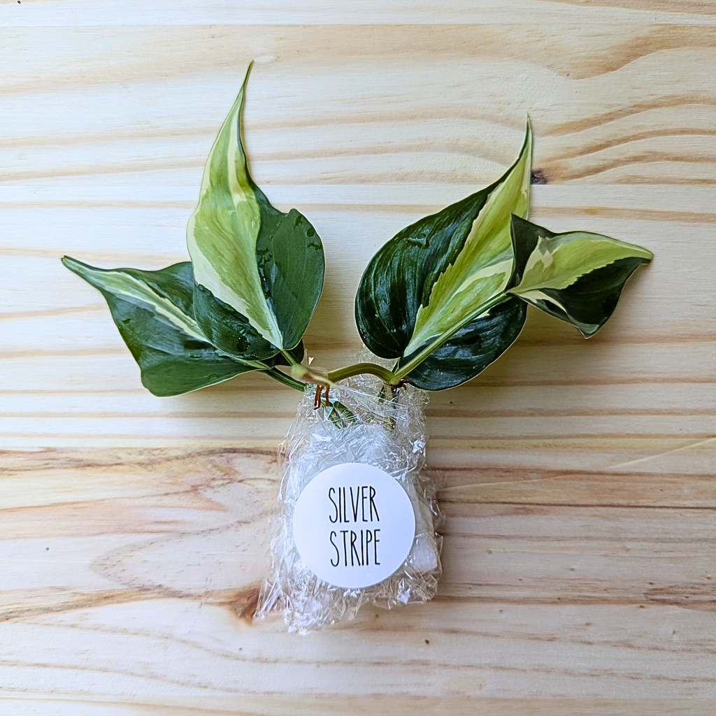 A small potted variegated plant with green and cream leaves, wrapped in clear bubble wrap with a round white tag reading 'SILVER STRIPE', placed on a light wood surface.