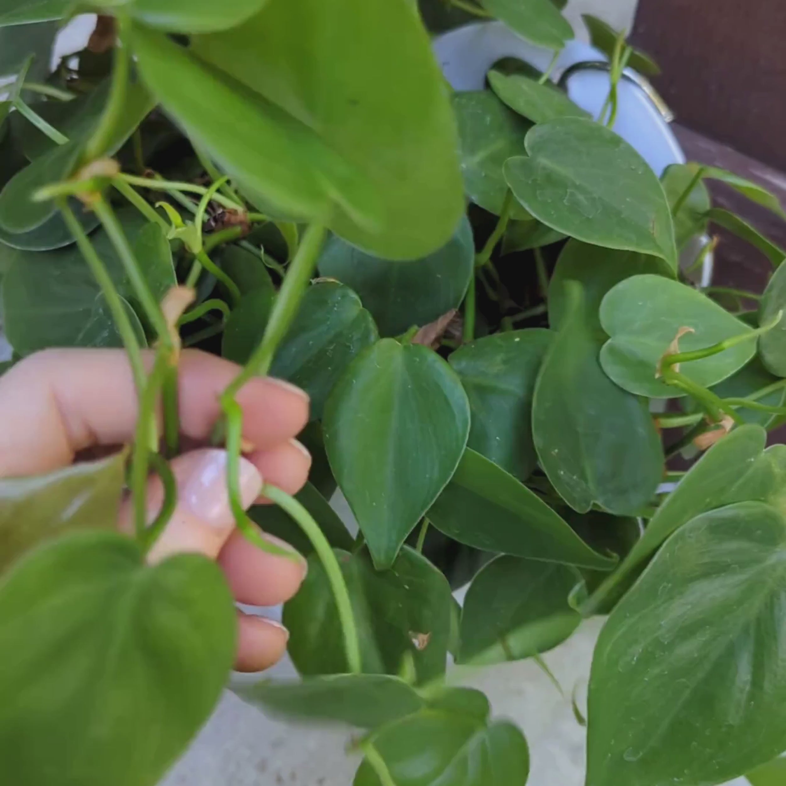 Close-up video of Heartleaf Philodendron cuttings showing healthy heart-shaped green leaves and propagation nodes