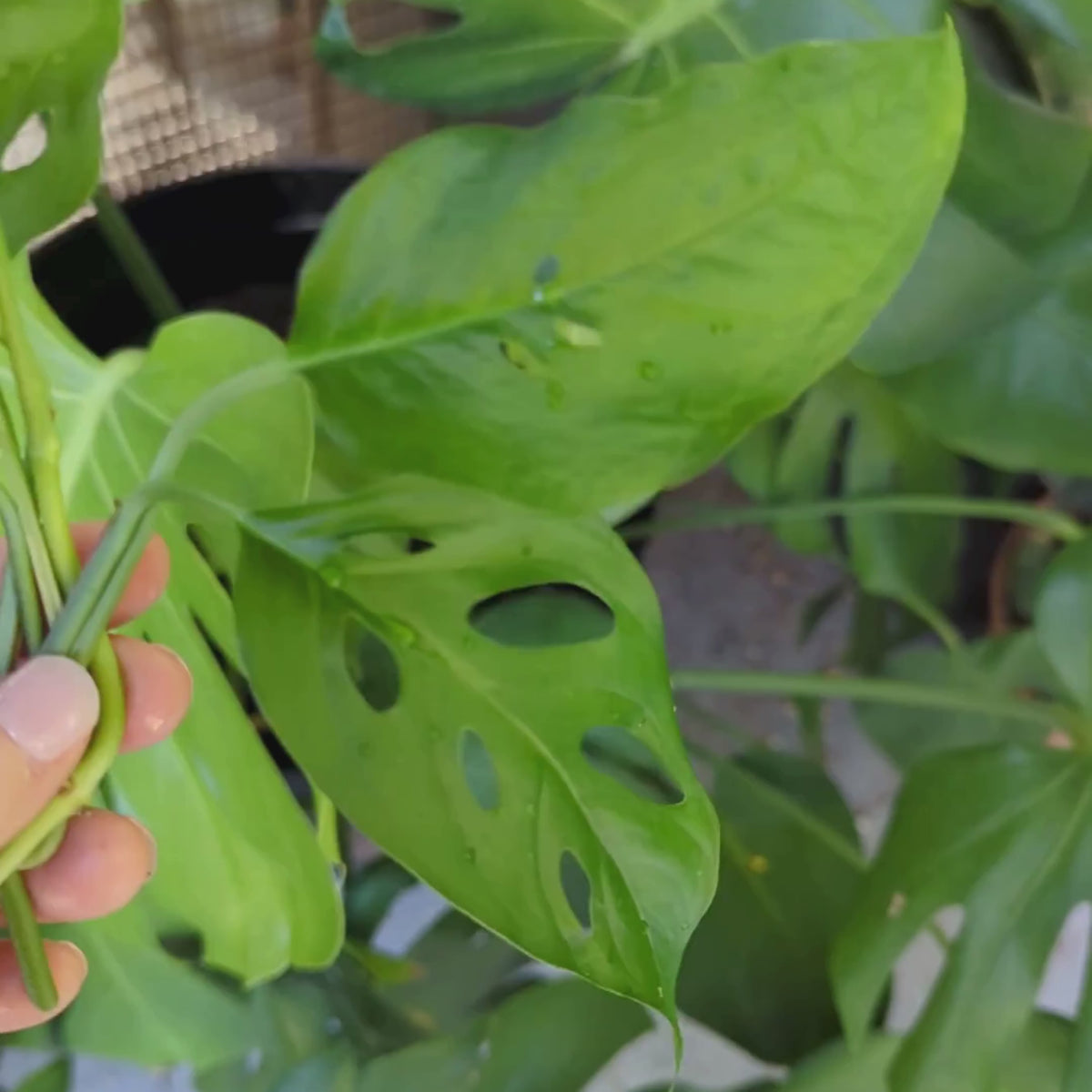 Close-up video of Monstera Adasonii Swiss Cheese cuttings being held to show the long blue-green leaves and propagation nodes
