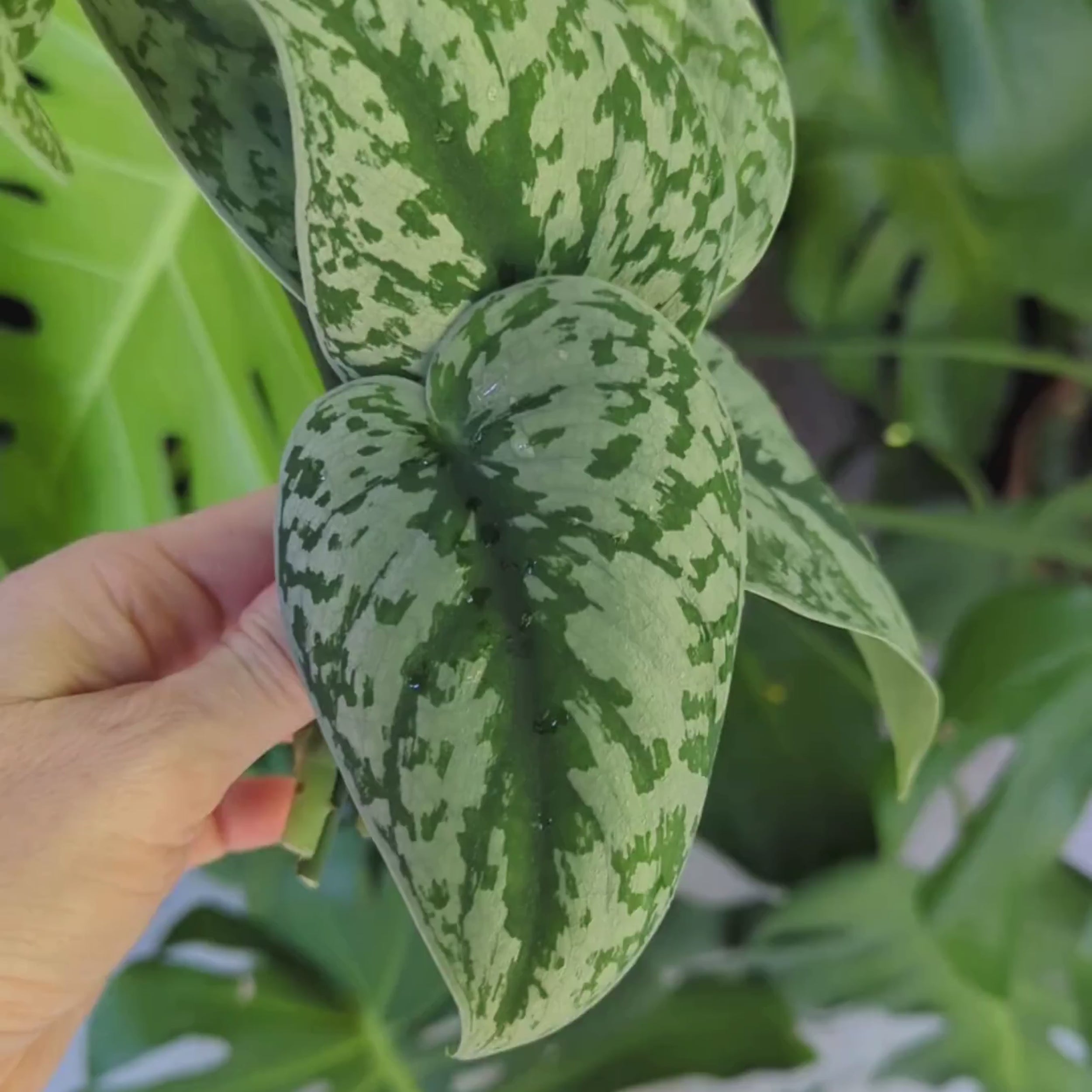 Close-up video of Exotica Scindapsus cuttings showing velvety green leaves with bold silver variegation and visible propagation nodes