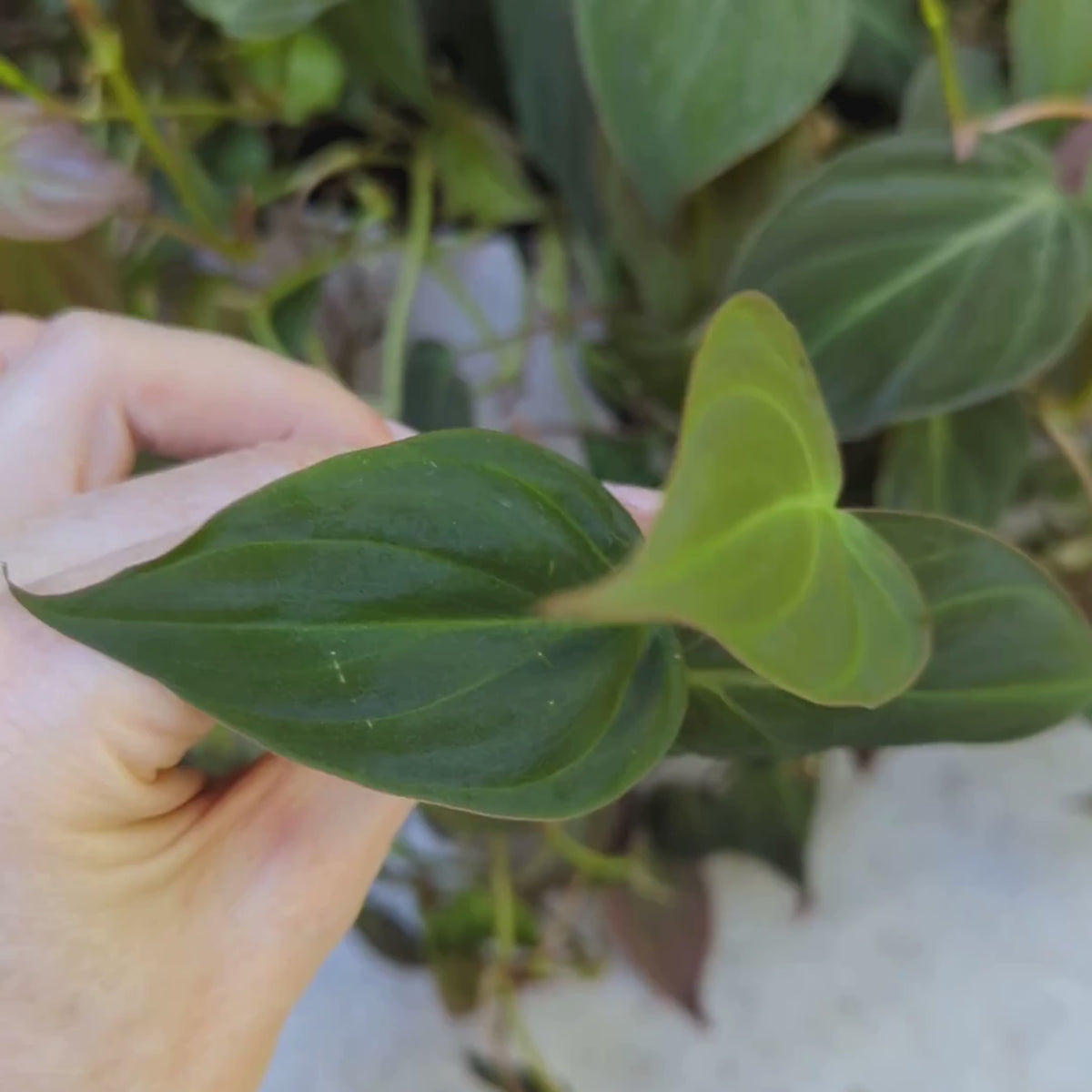 Close-up video of Micans Philodendron cuttings showing healthy heart-shaped velvet dark green leaves and propagation nodes