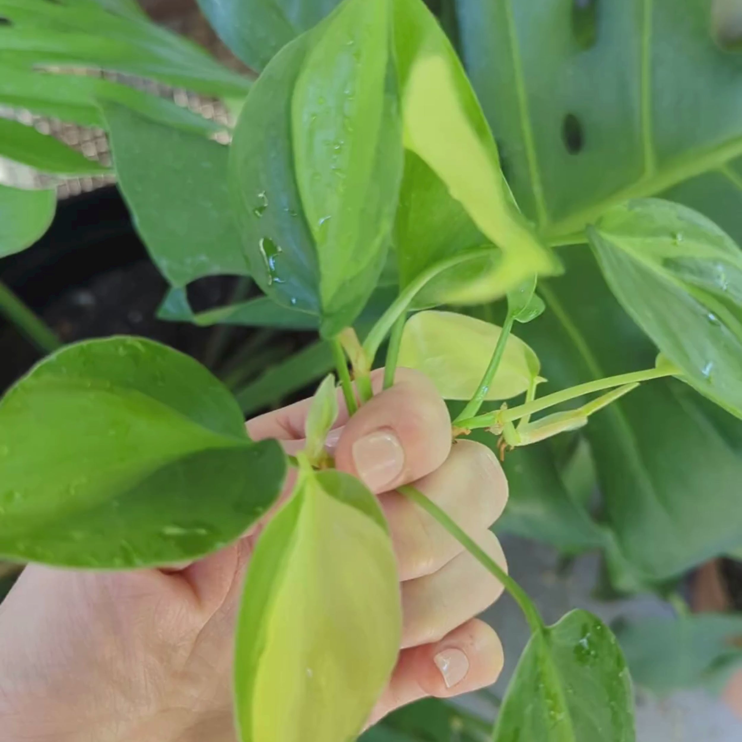 Close-up video of Brasil Philodendron cuttings showing heart-shaped green leaves with lime and yellow variegation and visible propagation nodes