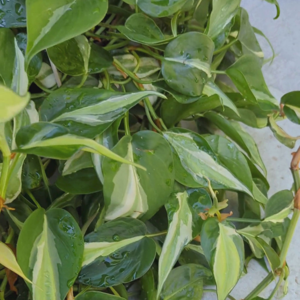 Close-up video of a hand displaying variegated Silver Stripe Philodendron leaves and vines growing from a healthy mother plant