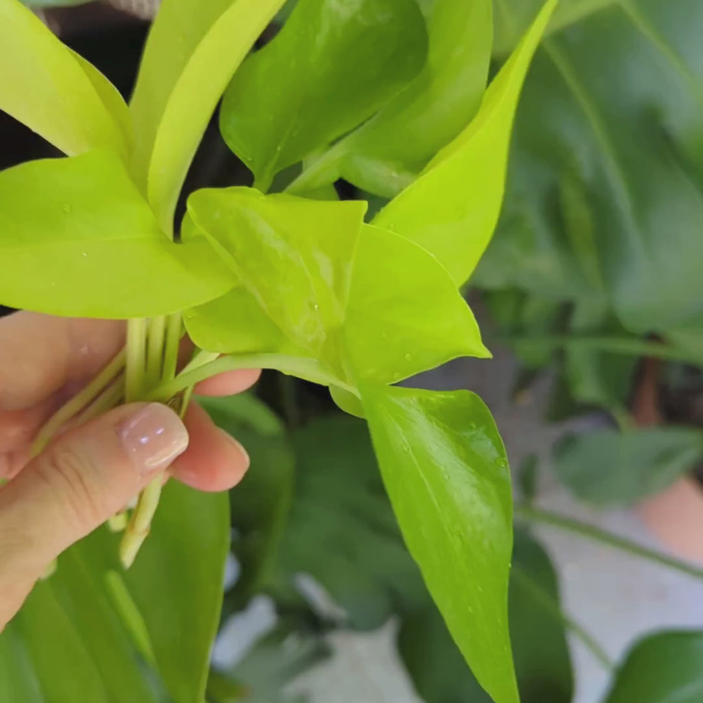 Close-up video of Neon Pothos mother plant showing cuttings of bright neon green leaves