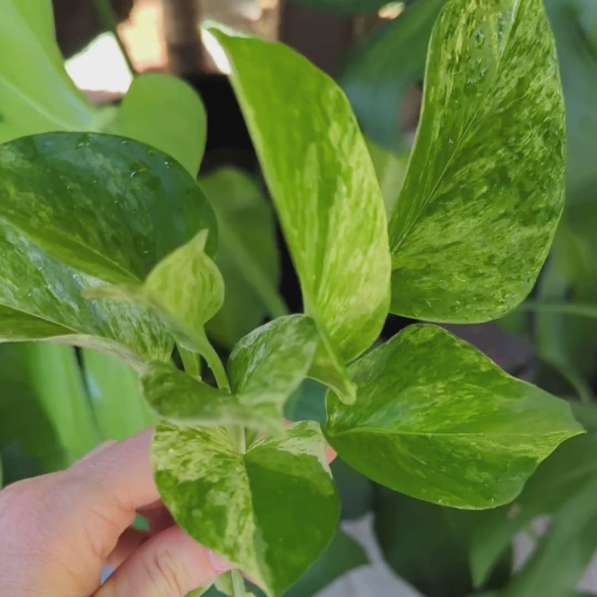 Close-up video of Marble Queen Pothos mother plant showing green and cream variegated leaves before taking cuttings