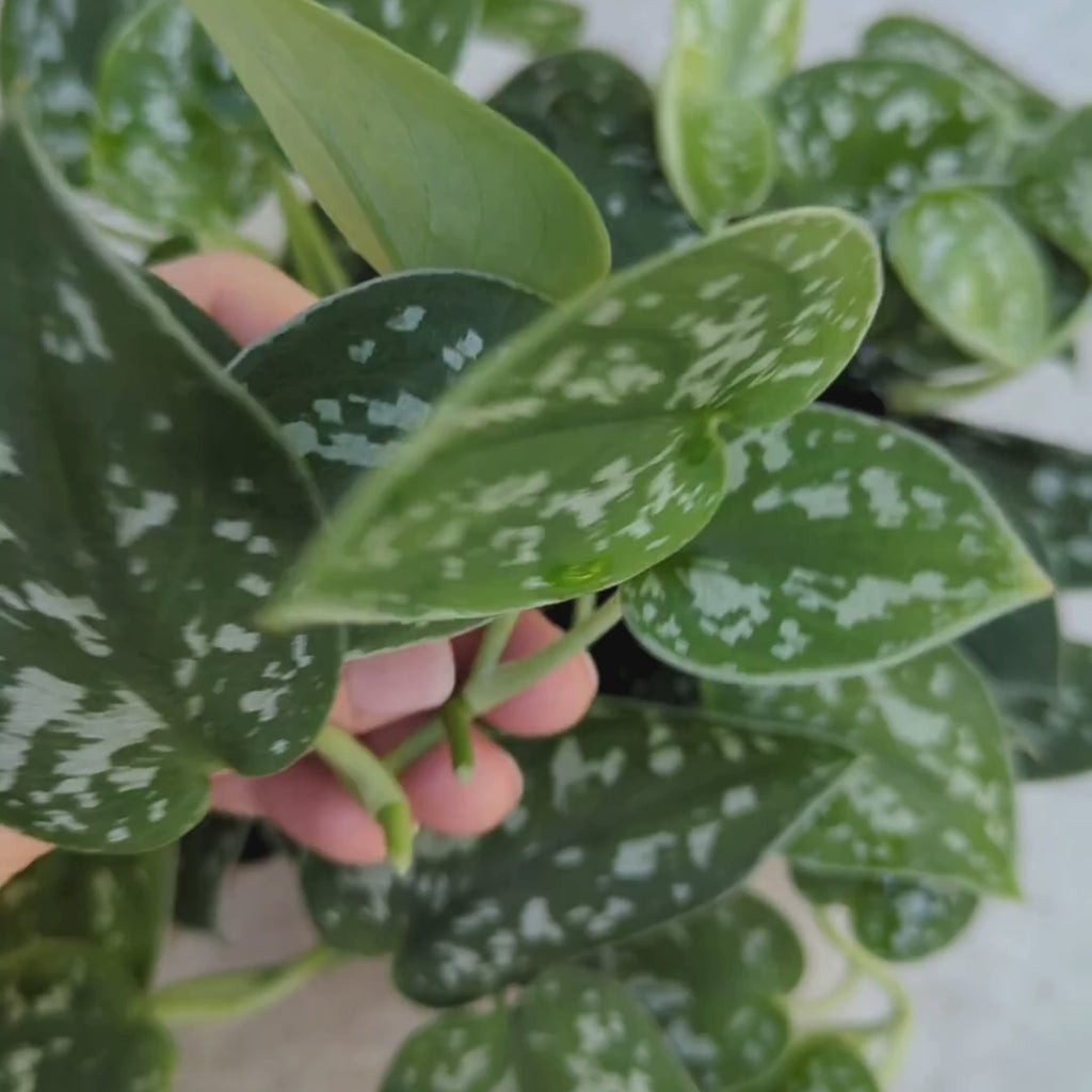 Close-up video of Argyraeus Scindapsus cuttings showing velvety dark green leaves with silver speckling and visible propagation nodes