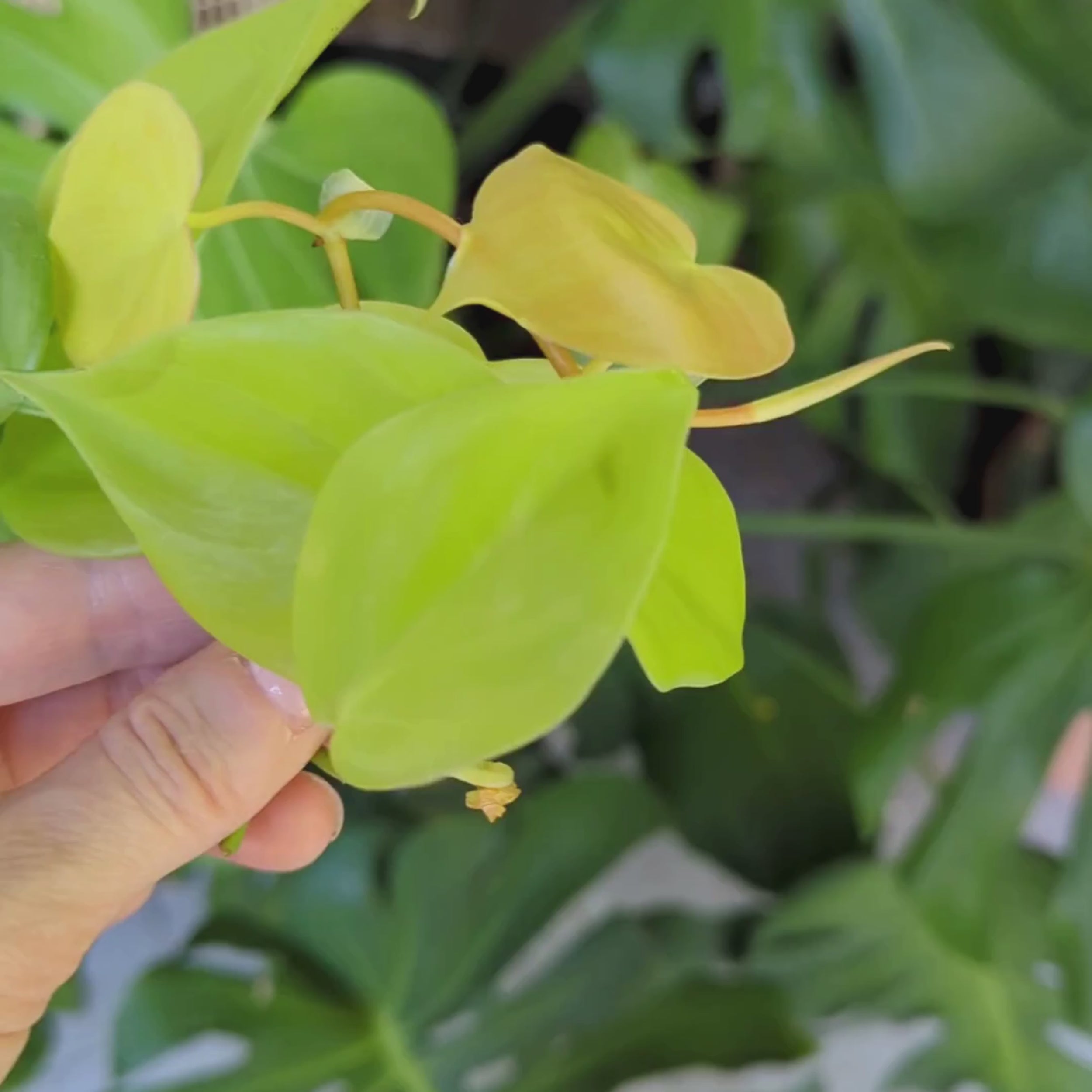 Close-up video of Lemon Lime Philodendron cuttings showing bright chartreuse and lime-green leaves with propagation nodes