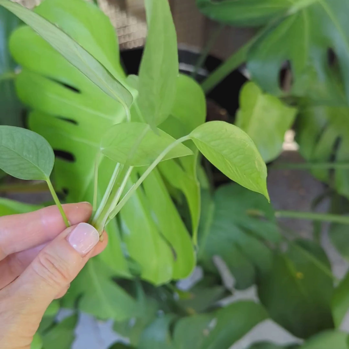 Close-up video of Cebu Blue Pothos cuttings being held to show the long blue-green leaves and propagation nodes