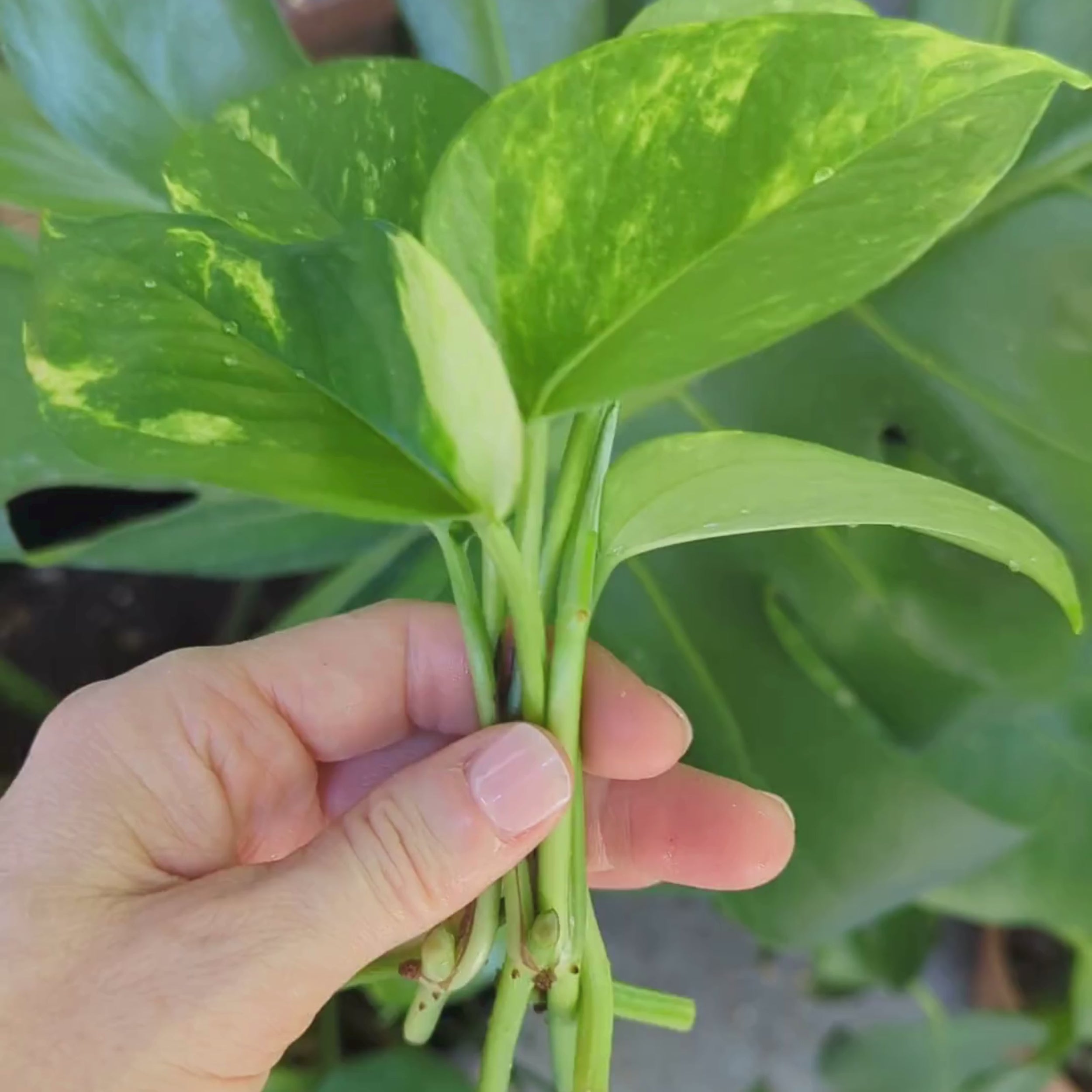 Close-up video of a hand displaying Golden Pothos leaves and vines growing from a healthy mother plant