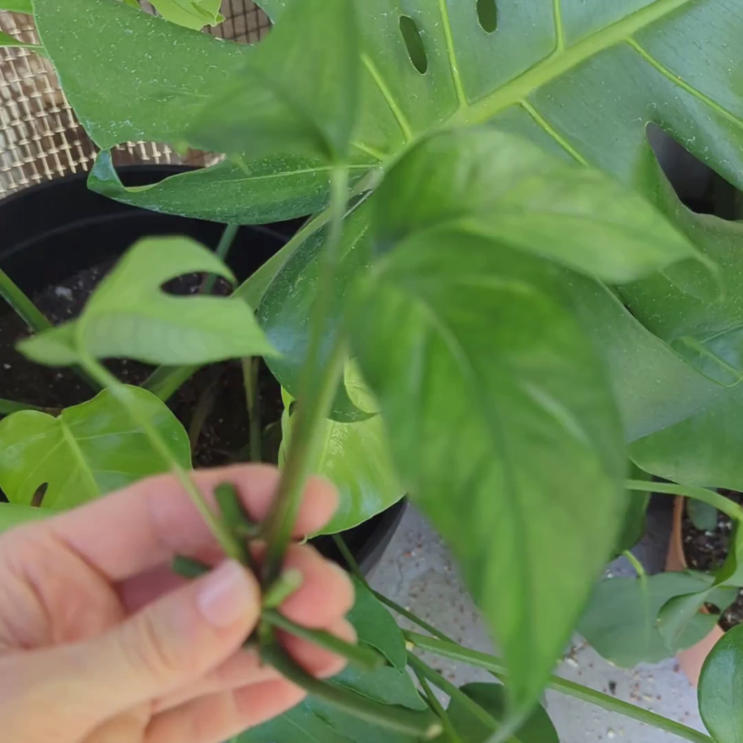 Close-up video of Baltic Blue Pothos cuttings showing elongated blue-green leaves, including developing fenestrations and propagation nodes